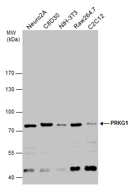 Various whole cell extracts (30 μg) were separated by 7.5% SDS-PAGE, and the membrane was blotted with PRKG1 antibody (GTX129845) diluted at 1:1000.