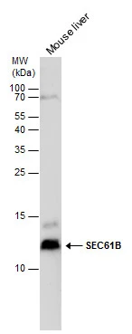 SEC61B antibody detects SEC61B protein by western blot analysis. Mouse tissue extracts (50 μg) was separated by 15 % SDS-PAGE, and the membrane was blotted with SEC61B antibody (GTX129852) at a dilution of 1:1000.