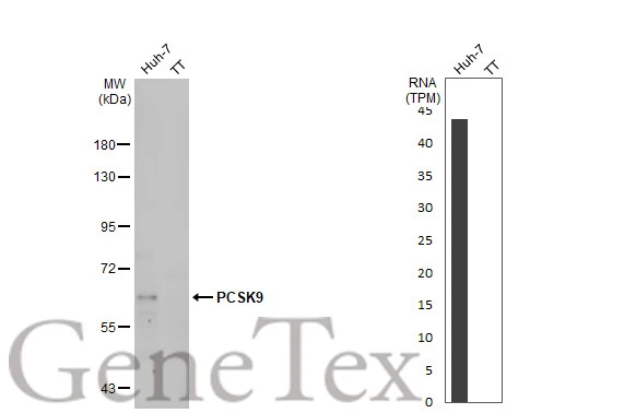 Various whole cell extracts (30 μg) were separated by 7.5% SDS-PAGE, and the membrane was blotted with PCSK9 antibody (GTX129859) diluted at 1:1000. The HRP-conjugated anti-rabbit IgG antibody (GTX213110-01) was used to detect the primary antibody, and the signal was developed with Trident ECL plus-Enhanced. Corresponding RNA expression data for the same cell lines are based on Human Protein Atlas program. Various whole cell extracts (30 μg) were separated by 7.5% SDS-PAGE, and the membrane was blotted with PCSK9 antibody (GTX129859) diluted at 1:1000. The HRP-conjugated anti-rabbit IgG antibody (GTX213110-01) was used to detect the primary antibody, and the signal was developed with Trident ECL plus-Enhanced. Corresponding RNA expression data for the same cell lines are based on Human Protein Atlas program.