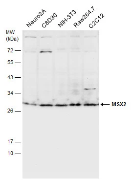 Various whole cell extracts (30 μg) were separated by 12% SDS-PAGE, and the membrane was blotted with MSX2 antibody (GTX129870) diluted at 1:1000.