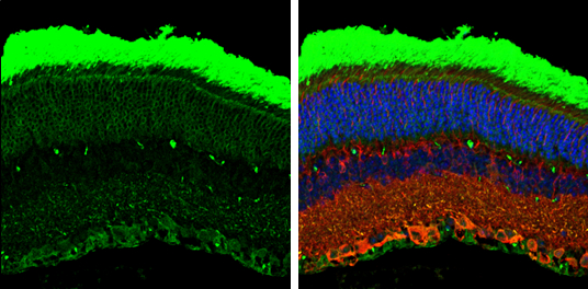 Rhodopsin antibody detects Rhodopsin protein at cell membrane by immunohistochemical analysis. Sample: Paraffin-embedded mouse eye. Green: Rhodopsin stained by Rhodopsin antibody (GTX129910) diluted at 1:250. Red: beta Tubulin 3/ Tuj1, a cytoskeleton marker, stained by beta Tubulin 3/ Tuj1 antibody [GT1338] (GTX631831) diluted at 1:500. Blue: Fluoroshield with DAPI (GTX30920).
 Antigen Retrieval: Citrate buffer, pH 6.0, 15 min