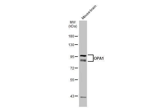 Mouse tissue extract (50 μg) was separated by 10% SDS-PAGE, and the membrane was blotted with OPA1 antibody (GTX129917) diluted at 1:1000. The HRP-conjugated anti-rabbit IgG antibody (GTX213110-01) was used to detect the primary antibody.