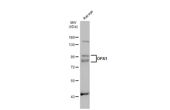 Rat tissue extract (50 μg) was separated by 10% SDS-PAGE, and the membrane was blotted with OPA1 antibody (GTX129917) diluted at 1:1000. The HRP-conjugated anti-rabbit IgG antibody (GTX213110-01) was used to detect the primary antibody.