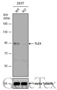 Wild-type (WT) and TLE1 knockout (KO) 293T cell extracts (30 μg) were separated by 7.5% SDS-PAGE, and the membrane was blotted with TLE1 antibody (GTX129993) diluted at 1:1000. The HRP-conjugated anti-rabbit IgG antibody (GTX213110-01) was used to detect the primary antibody.