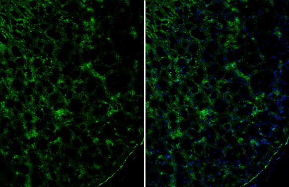 TLE1 antibody detects TLE1 protein by immunohistochemical analysis. Sample: Frozen-sectioned mouse cerebral cortex. Green: TLE1 stained by TLE1 antibody (GTX129993) diluted at 1:250. Blue: Fluoroshield with DAPI (GTX30920).