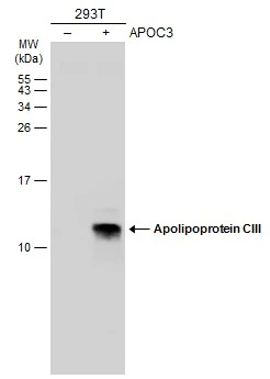 Non-transfected (–) and transfected (+) 293T whole cell extracts (30 μg) were separated by 15% SDS-PAGE, and the membrane was blotted with Apolipoprotein CIII antibody (GTX129994) diluted at 1:1000. The HRP-conjugated anti-rabbit IgG antibody (GTX213110-01) was used to detect the primary antibody.