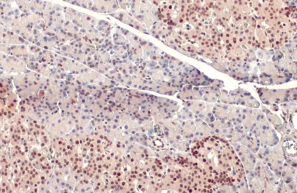 PDX1 antibody detects PDX1 protein at nucleus by immunohistochemical analysis. Sample: Paraffin-embedded rat pancreas. PDX1 stained by PDX1 antibody (GTX130034) diluted at 1:500. Antigen Retrieval: Citrate buffer, pH 6.0, 15 min