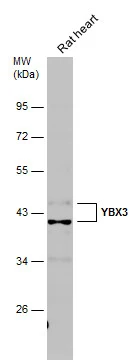 Rat tissue extract (50 μg) was separated by 10% SDS-PAGE, and the membrane was blotted with YBX3 antibody (GTX130052) diluted at 1:1000.