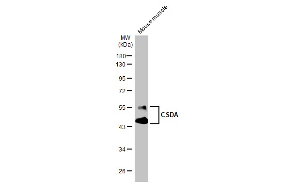 Mouse tissue extract (50 μg) was separated by 10% SDS-PAGE, and the membrane was blotted with CSDA antibody (GTX130052) diluted at 1:1000. The HRP-conjugated anti-rabbit IgG antibody (GTX213110-01) was used to detect the primary antibody.