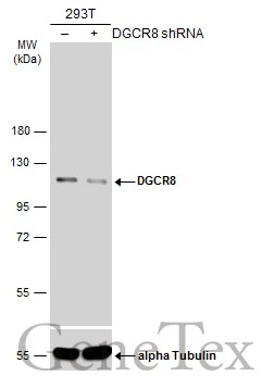 DGCR8 antibody