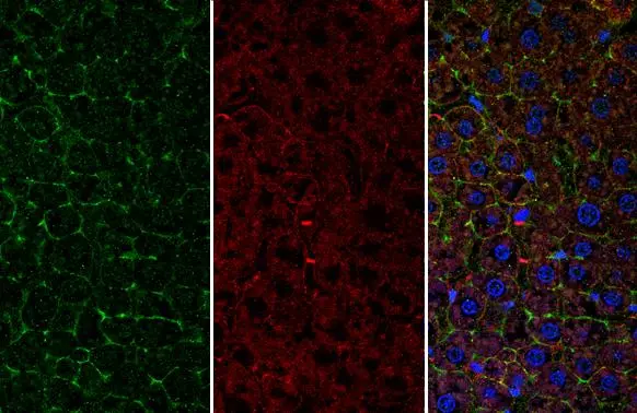 CD166 antibody detects CD166 protein at cell membrane by immunohistochemical analysis. Sample: Paraffin-embedded mouse liver. Green: CD166 stained by CD166 antibody (GTX130098) diluted at 1:500. Red: beta Catenin, a cell membrane marker, stained by beta Catenin antibody [GT3171] (GTX632676) diluted at 1:500. Blue: Fluoroshield with DAPI (GTX30920). Antigen Retrieval: Citrate buffer, pH 6.0, 15 min