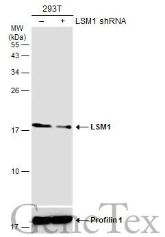 LSM1 antibody