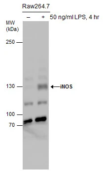 Untreated (–) and treated (+) Raw264.7 whole cell extracts (30 μg) were separated by 5% SDS-PAGE, and the membrane was blotted with iNOS antibody (GTX130182) diluted at 1:500.
