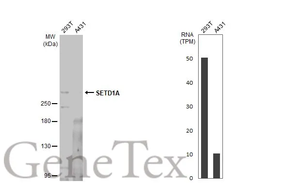 Various whole cell extracts (30 μg) were separated by 5% SDS-PAGE, and the membrane was blotted with SETD1A antibody (GTX130194) diluted at 1:1000. The HRP-conjugated anti-rabbit IgG antibody (GTX213110-01) was used to detect the primary antibody, and the signal was developed with Trident femto Western HRP Substrate. Corresponding RNA expression data for the same cell lines are based on Human Protein Atlas program.