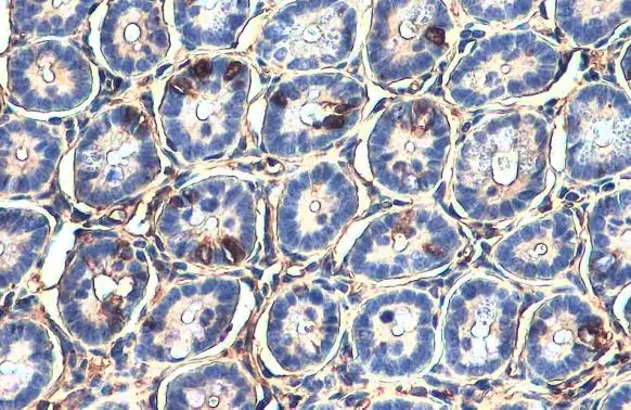 LGR5 antibody detects LGR5 protein at cell membrane and cytoplasm by immunohistochemical analysis. Sample: Paraffin-embedded mouse intestine. LGR5 stained by LGR5 antibody (GTX130204) diluted at 1:25. Antigen Retrieval: Citrate buffer, pH 6.0, 3 min