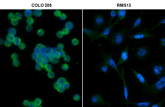 LGR5 antibody detects LGR5 protein at cell membrane by immunofluorescent analysis. Sample: COLO 205 (high expression) and RMS13 (low expression) cells were fixed in 4% paraformaldehyde at RT for 15 min. Green: LGR5 stained by LGR5 antibody (GTX130204) diluted at 1:200. Blue: Fluoroshield with DAPI (GTX30920).