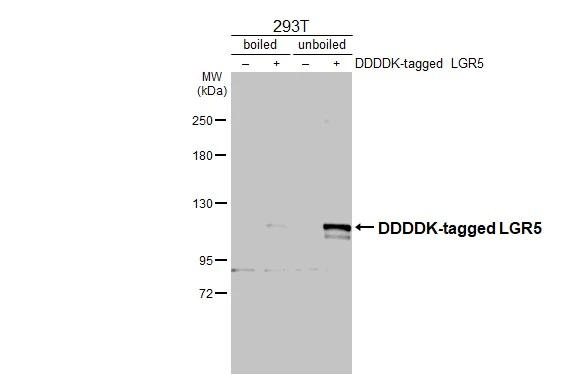 Non-transfected (–) and transfected (+) boiled and unboiled 293T whole cell extracts (30 μg) were separated by 5% SDS-PAGE, and the membrane was blotted with LGR5 antibody (GTX130204) diluted at 1:5000. The HRP-conjugated anti-rabbit IgG antibody (GTX213110-01) was used to detect the primary antibody.