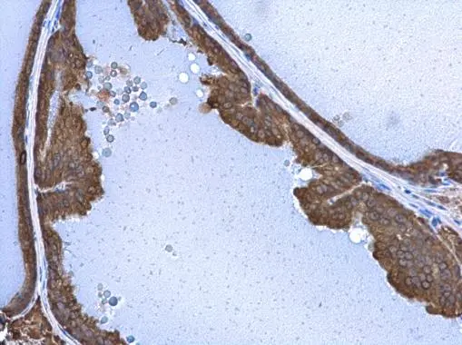 STX17 antibody detects STX17 protein at cytoplasm in mouse prostate by immunohistochemical analysis. Sample: Paraffin-embedded mouse prostate. STX17 antibody (GTX130212) diluted at 1:500. 
 Antigen Retrieval: Citrate buffer, pH 6.0, 15 min
