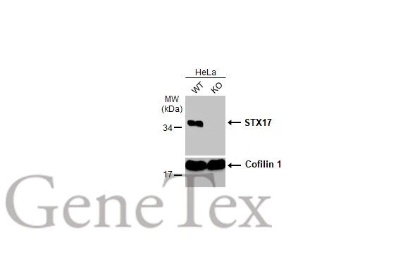 Wild-type (WT) and STX17 knockout (KO) HeLa cell extracts (30 μg) were separated by 12% SDS-PAGE, and the membrane was blotted with STX17 antibody (GTX130212) diluted at 1:1000. The HRP-conjugated anti-rabbit IgG antibody (GTX213110-01) was used to detect the primary antibody.