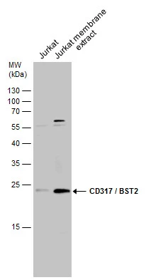 Jurkat whole cell and membrane extracts (30 μg) were separated by 12% SDS-PAGE, and the membrane was blotted with CD317 / BST2 antibody (GTX130221) diluted at 1:500.