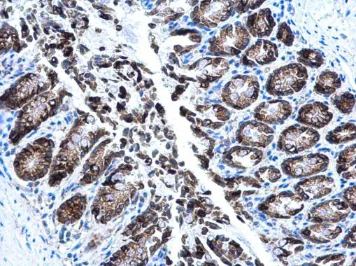 AGR2 antibody detects AGR2 protein at cytoplasm in mouse colon by immunohistochemical analysis. Sample: Paraffin-embedded mouse colon. AGR2 antibody (GTX130229) diluted at 1:500. 
 Antigen Retrieval: Citrate buffer, pH 6.0, 15 min