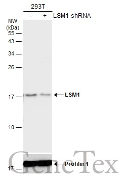 LSM1 antibody