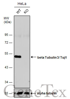 Wild-type (WT) and beta Tubulin 3/ Tuj1 knockout (KO) HeLa cell extracts (30 μg) were separated by 10% SDS-PAGE, and the membrane was blotted with beta Tubulin 3/ Tuj1 antibody (GTX130245) diluted at 1:5000. The HRP-conjugated anti-rabbit IgG antibody (GTX213110-01) was used to detect the primary antibody, and the signal was developed with Trident ECL plus-Enhanced. Wild-type (WT) and beta Tubulin 3/ Tuj1 knockout (KO) HeLa cell extracts (30 μg) were separated by 10% SDS-PAGE, and the membrane was blotted with beta Tubulin 3/ Tuj1 antibody (GTX130245) diluted at 1:5000. The HRP-conjugated anti-rabbit IgG antibody (GTX213110-01) was used to detect the primary antibody, and the signal was developed with Trident ECL plus-Enhanced.