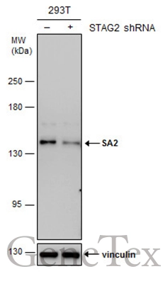 SA2 antibody