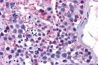 IHC-P analysis of human testis tissue using GTX13032 MAS1 antibody. Antigen retrieval : Heat-induced antigen retrieval