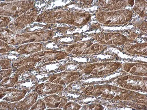 MTCH2 antibody detects MTCH2 protein at cytoplasm in mouse kidney by immunohistochemical analysis. Sample: Paraffin-embedded mouse kidney. MTCH2 antibody (GTX130324) diluted at 1:500. 
 Antigen Retrieval: Citrate buffer, pH 6.0, 15 min