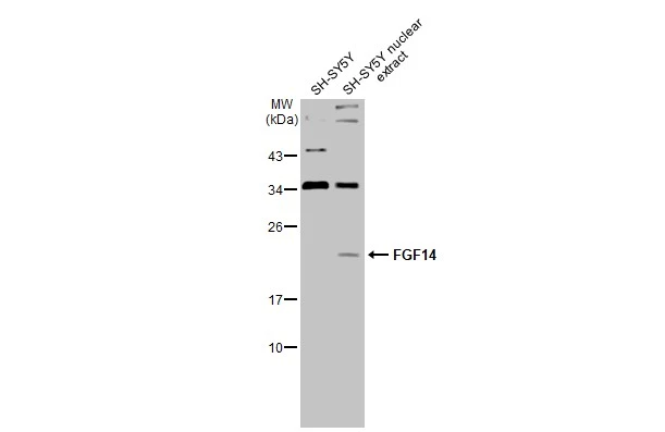 FGF14 antibody