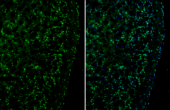 Plexin D1 antibody detects Plexin D1 protein by immunohistochemical analysis. Sample: Frozen-sectioned mouse cerebral cortex. Green: Plexin D1 stained by Plexin D1 antibody (GTX130372) diluted at 1:250. Blue: Fluoroshield with DAPI (GTX30920).
