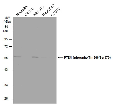 Various whole cell extracts (30 μg) were separated by 10% SDS-PAGE, and the membrane was blotted with PTEN (phospho Thr366/Ser370) antibody (GTX130418) diluted at 1:500. The HRP-conjugated anti-rabbit IgG antibody (GTX213110-01) was used to detect the primary antibody.