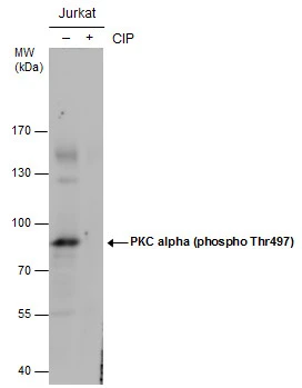 PKC alpha (phospho Thr497) antibody