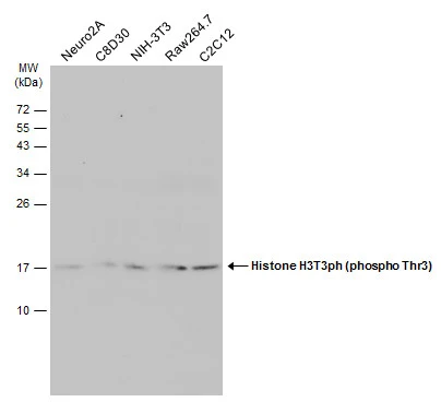 Various whole cell extracts (30 μg) were separated by 15% SDS-PAGE, and the membrane was blotted with Histone H3T3ph (phospho Thr3) antibody (GTX130458) diluted at 1:1000. The HRP-conjugated anti-rabbit IgG antibody (GTX213110-01) was used to detect the primary antibody, and the signal was developed with Trident ECL plus-Enhanced.