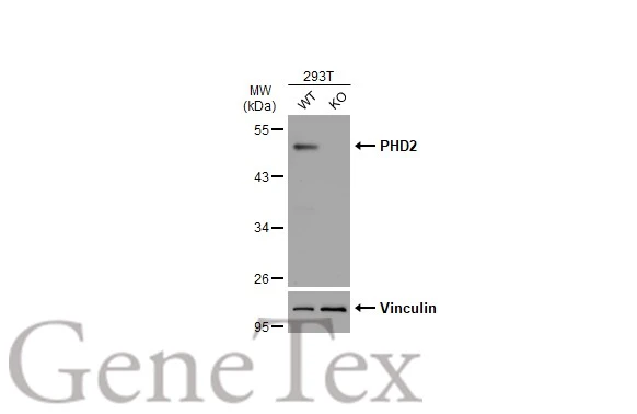 Wild-type (WT) and PHD2 knockout (KO) 293T cell extracts (30 μg) were separated by 10% SDS-PAGE, and the membrane was blotted with PHD2 antibody (GTX130482) diluted at 1:500. The HRP-conjugated anti-rabbit IgG antibody (GTX213110-01) was used to detect the primary antibody.