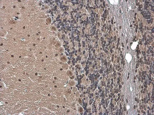 Gemin 5 antibody detects Gemin 5 protein at cytoplasm and nucleus by immunohistochemical analysis. Sample: Paraffin-embedded mouse brain. Gemin 5 stained by Gemin 5 antibody (GTX130498) diluted at 1:500.
 Antigen Retrieval: Citrate buffer, pH 6.0, 15 min