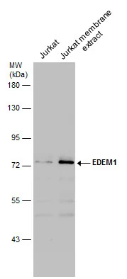 EDEM1 antibody