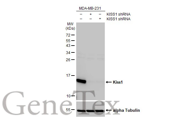 Kiss1 antibody
