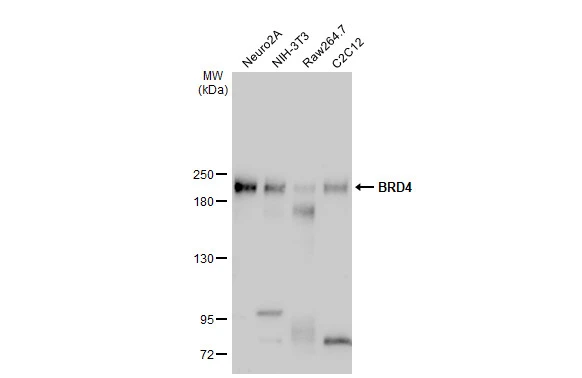 Various whole cell extracts (30 μg) were separated by 5% SDS-PAGE, and the membrane was blotted with BRD4 antibody (GTX130586) diluted at 1:500. The HRP-conjugated anti-rabbit IgG antibody (GTX213110-01) was used to detect the primary antibody, and the signal was developed with Trident ECL plus-Enhanced.