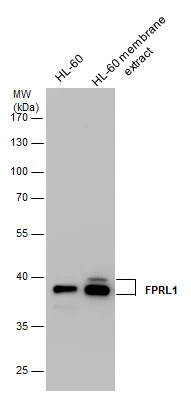 FPRL1 antibody detects FPRL1 protein by western blot analysis.