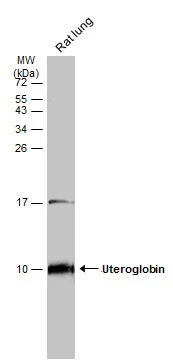 Rat tissue extract (50 μg) was separated by 15% SDS-PAGE, and the membrane was blotted with Uteroglobin antibody (GTX130639) diluted at 1:2000. The HRP-conjugated anti-rabbit IgG antibody (GTX213110-01) was used to detect the primary antibody.