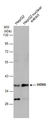 HepG2 whole cell and nuclear extracts (30 μg) were separated by 10% SDS-PAGE, and the membrane was blotted with WDR5 antibody (GTX130644) diluted at 1:1000. HepG2 whole cell and nuclear extracts (30 μg) were separated by 10% SDS-PAGE, and the membrane was blotted with WDR5 antibody (GTX130644) diluted at 1:1000.