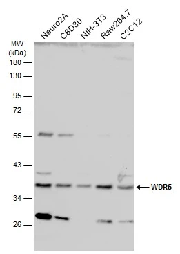Various whole cell extracts (30 μg) were separated by 10% SDS-PAGE, and the membrane was blotted with WDR5 antibody (GTX130644) diluted at 1:1000. The HRP-conjugated anti-rabbit IgG antibody (GTX213110-01) was used to detect the primary antibody.