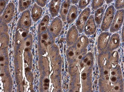 SEMA3A antibody detects SEMA3A protein at cytoplasm in rat duodenum by immunohistochemical analysis. Sample: Paraffin-embedded rat duodenum. SEMA3A antibody (GTX130671) diluted at 1:500.
Antigen Retrieval: Citrate buffer, pH 6.0, 15 min