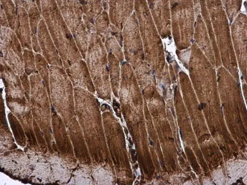 ME2 antibody detects ME2 protein at cytoplasm in mouse muscle by immunohistochemical analysis. Sample: Paraffin-embedded mouse muscle. ME2 antibody (GTX130673) diluted at 1:500. 
 Antigen Retrieval: Citrate buffer, pH 6.0, 15 min