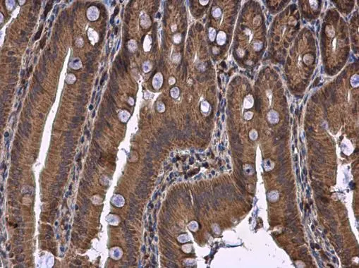 DHCR7 antibody detects DHCR7 protein at cytoplasm in rat duodenum by immunohistochemical analysis. Sample: Paraffin-embedded rat duodenum. DHCR7 antibody (GTX130695) diluted at 1:500. 
 Antigen Retrieval: Citrate buffer, pH 6.0, 15 min