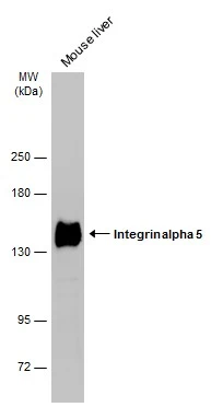 Mouse tissue extract (50 μg) was separated by 5% SDS-PAGE, and the membrane was blotted with Integrin alpha 5 antibody (GTX130705) diluted at 1:5000. The HRP-conjugated anti-rabbit IgG antibody (GTX213110-01) was used to detect the primary antibody.