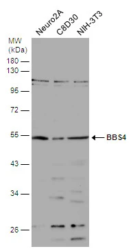 Various whole cell extracts (30 μg) were separated by 10% SDS-PAGE, and the membrane was blotted with BBS4 antibody (GTX130737) diluted at 1:500.