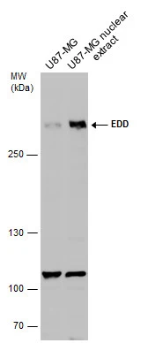 U87-MG whole cell and nuclear extracts (30 μg) were separated by 5% SDS-PAGE, and the membrane was blotted with EDD antibody (GTX130759) diluted at 1:500.